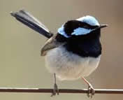 Superb Fairy Wren Male
